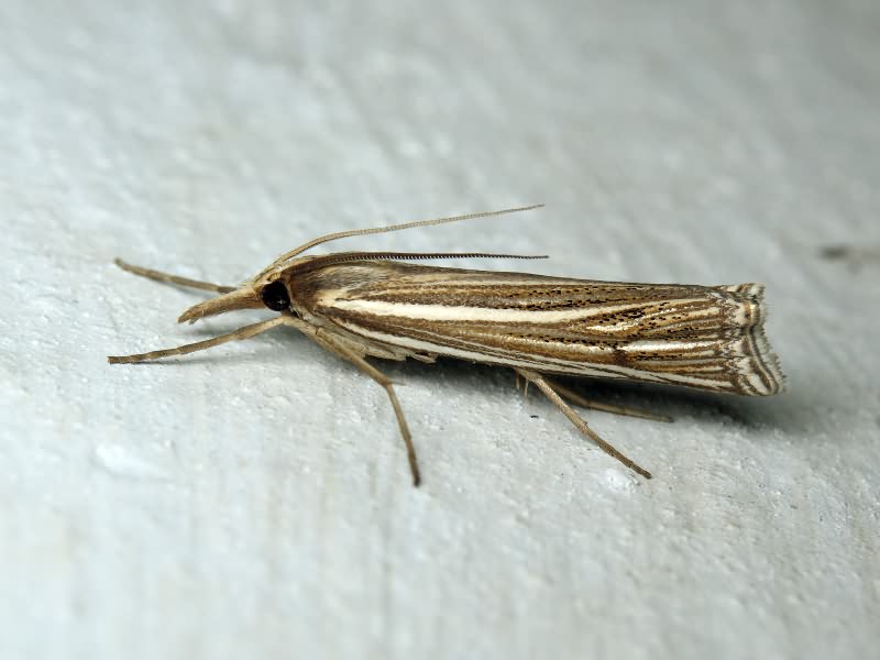 Crambidae